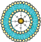 Phospholipid-Stabilized Au-Nanoparticles